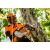 Аккумуляторная пила Stihl MSA 161 T-10" (без аккумулятора и зарядного устройства) в Курске