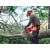 Бензопила Husqvarna 120 Mark II-16" + дополнительная цепь в Курске