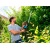 Электроножницы Gardena ComfortCut 550/50 в Курске