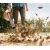 Воздуходувка бензиновая Stihl BG 56 в Курске