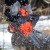 Бензопила Patriot Imperial PT 3816-16 в Курске