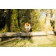 Бензопила Husqvarna 455 Rancher-15&quot; в Курске